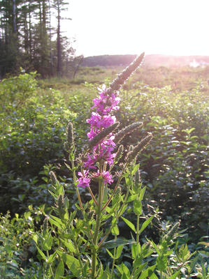 Purple loosestrife #2
