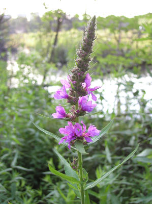 Purple loosestrife #3