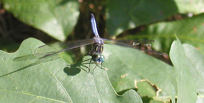 Dragonfly #4