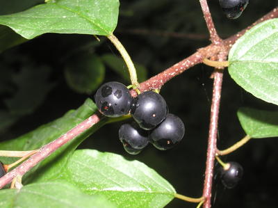 Bluberries after the rain