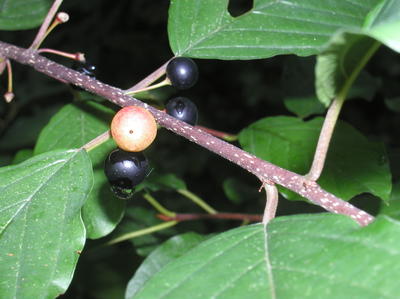 Bluberries after the rain #2
