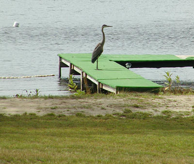 Bird at a dock