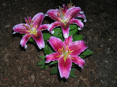 Lily (and grasshopper)