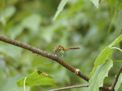 Dragonfly #2