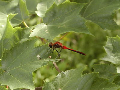 Dragonfly #5