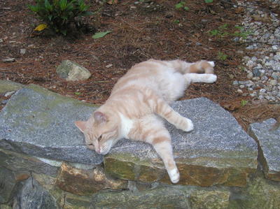 Summertime, and the living is easy....