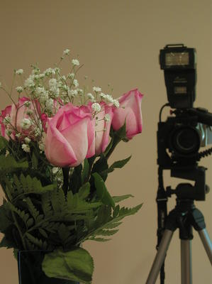 How bugs perceive us