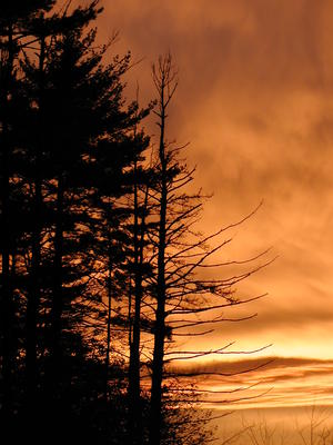 Sunset and trees