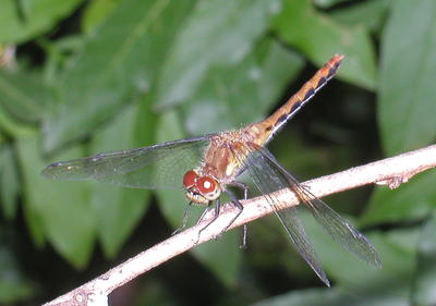 Dragonfly