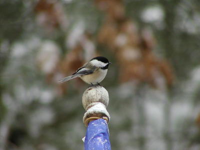 Waiting for the squirrel to finish at the feeder