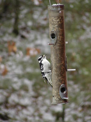 Bird at feeder