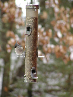 Bird at feeder #2