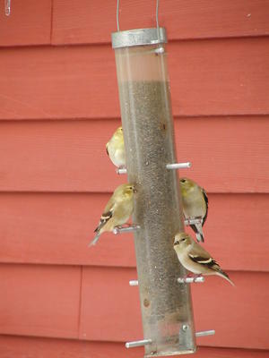 Birds at the bird feeder #2