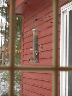 I see birds out of my window