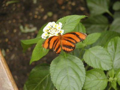 Tiger Longwing