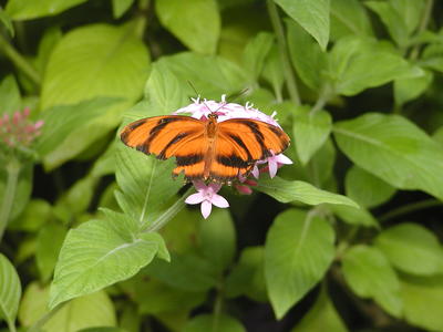 Tiger Longwing #3