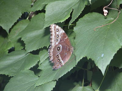 Common Blue Morpho