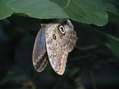 Common Blue Morpho #2