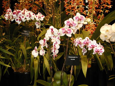 Orchids