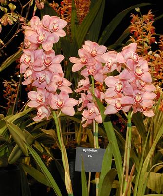 Cymbidium
