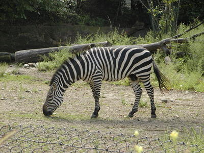 Grant's Zebra