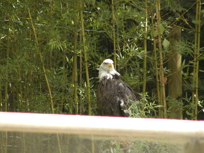 Bald Eagle #3