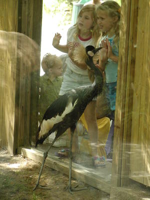 West African Crowned Crane