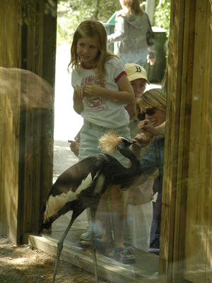 West African Crowned Crane #2