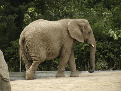Elephant