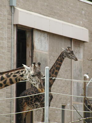 Masai Giraffes