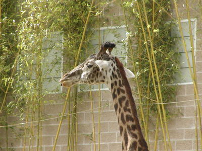 Masai Giraffe