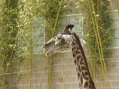 I feel a yawn coming on