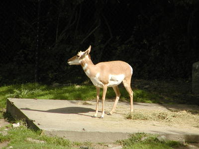 Pronghorn #2