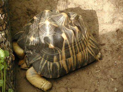 Radiated Tortoise