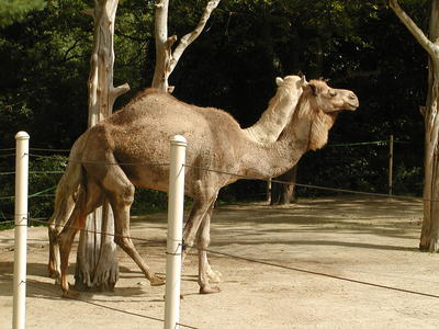 Dromedary camels