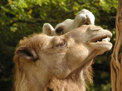 You should see a dentist