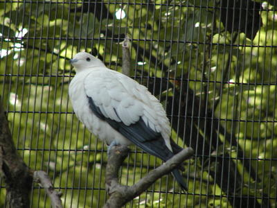 Pied Imperial Pigeon