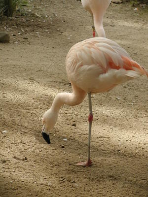 Chilean Flamingo