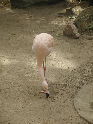 Chilean Flamingo #2