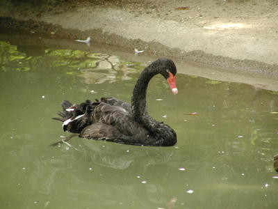 Black swan