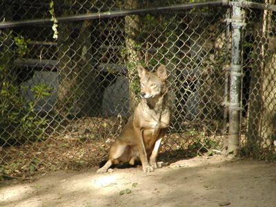 Red Wolf