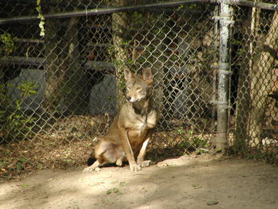 Red Wolf #2