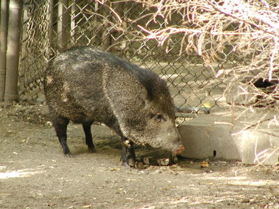 Collared Peccary