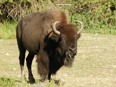American Bison