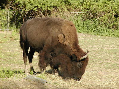 American Bison #3