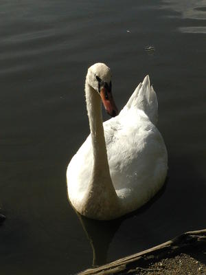 White Swan