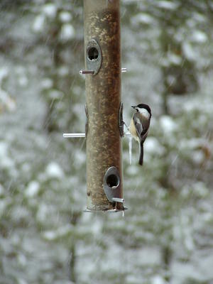 Bird at feeder #5