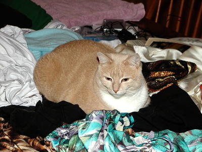 Clean clothes?  The clothes aren't clean now....