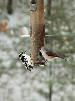 Birds at the feeder