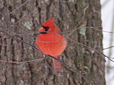 Cardinal #2